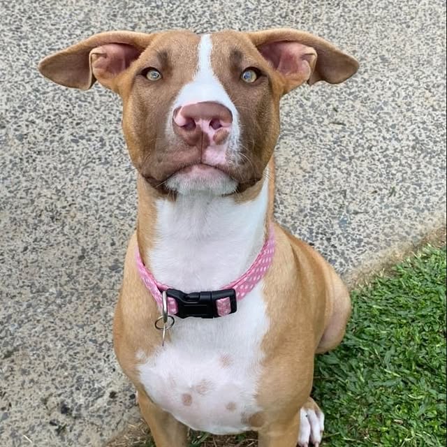 Post by adoptadog_au