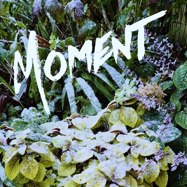 Post by the_hampshire_gardener