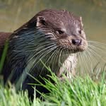 ottershub