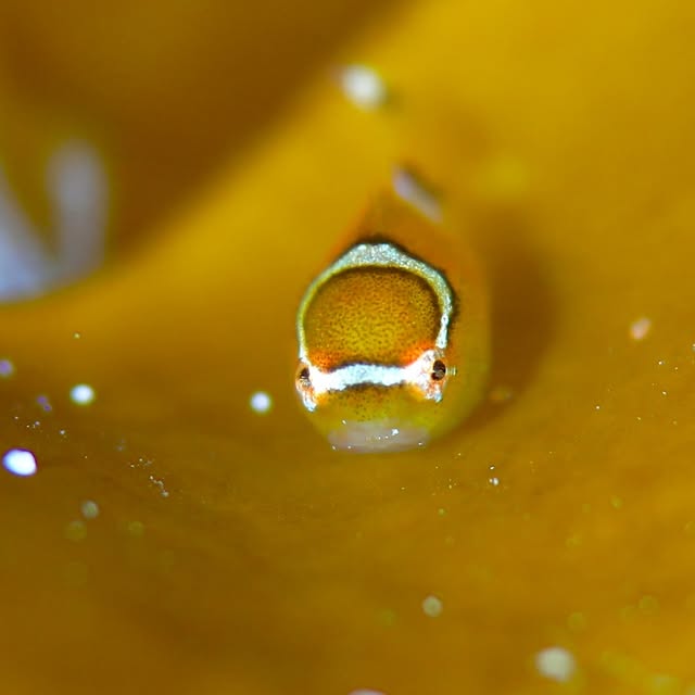 Post by chishimamurakami