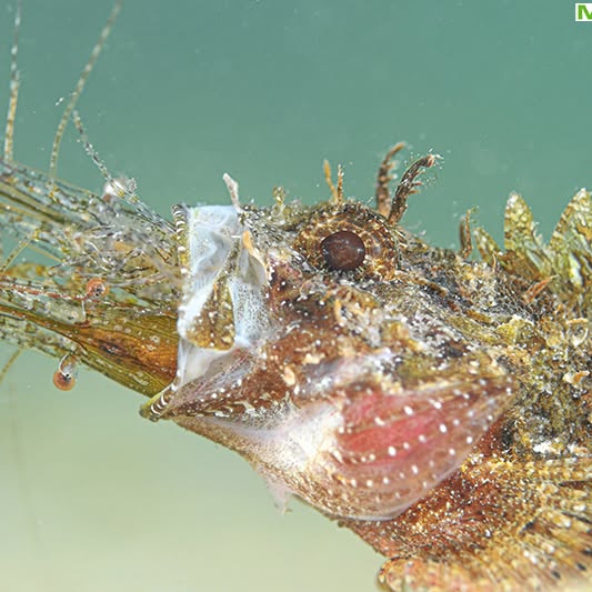 Post by javiermurciarequena