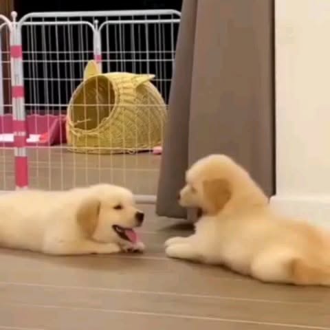 Post by dogszoni