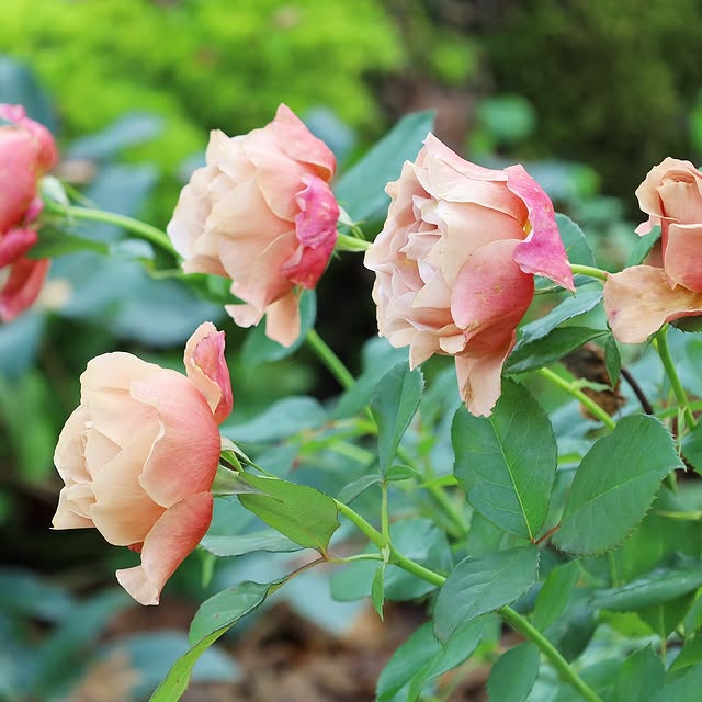 Post by fishtailcottage