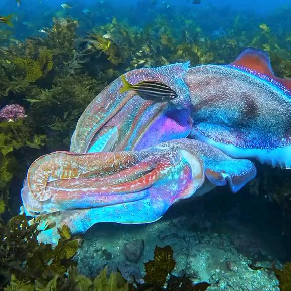 Post by scuba_diving_iglover