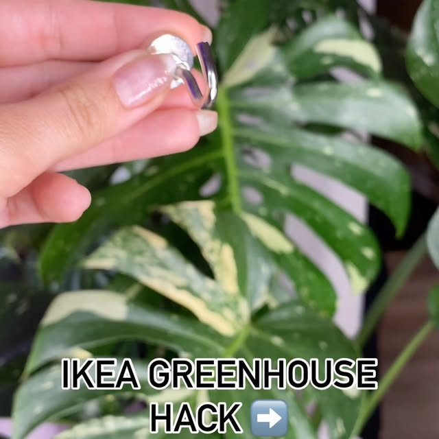 Post by kellylynn.plants