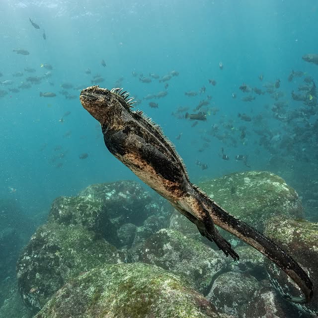 Post by pelayosalinas