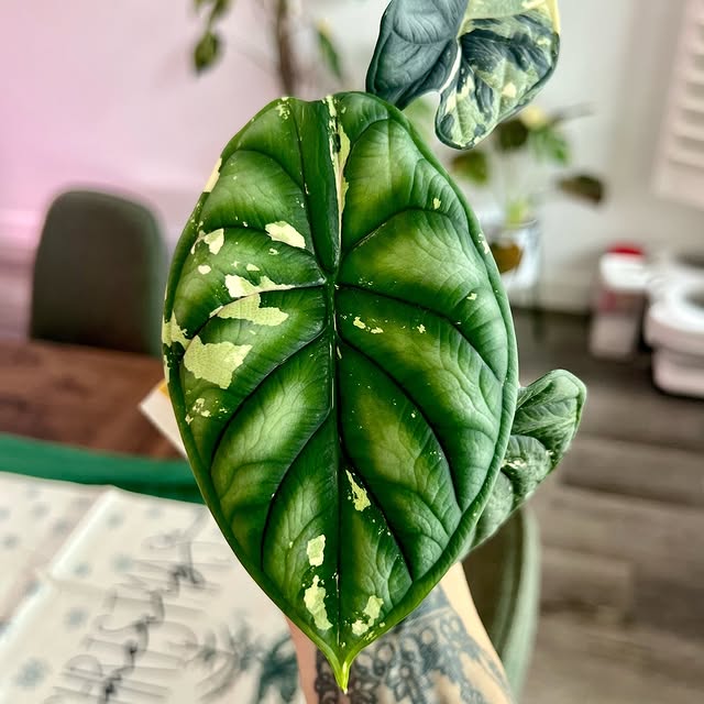 Post by alltheplantys