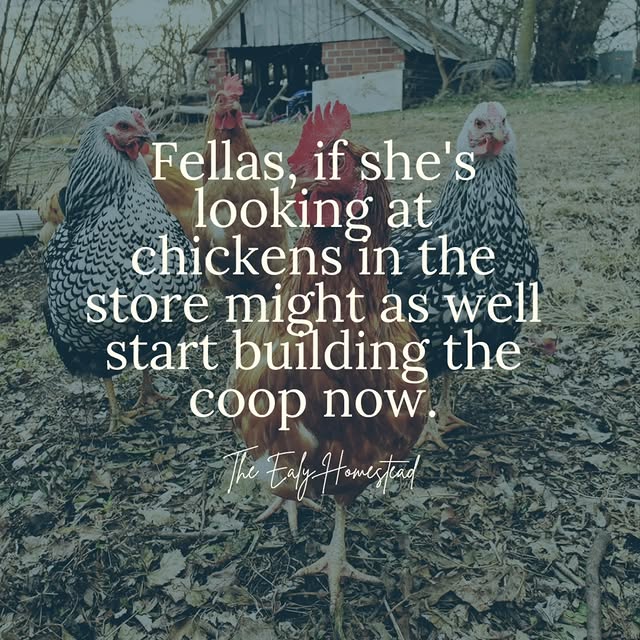 Post by theealyhomestead