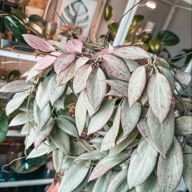 Post by my_plant_haven