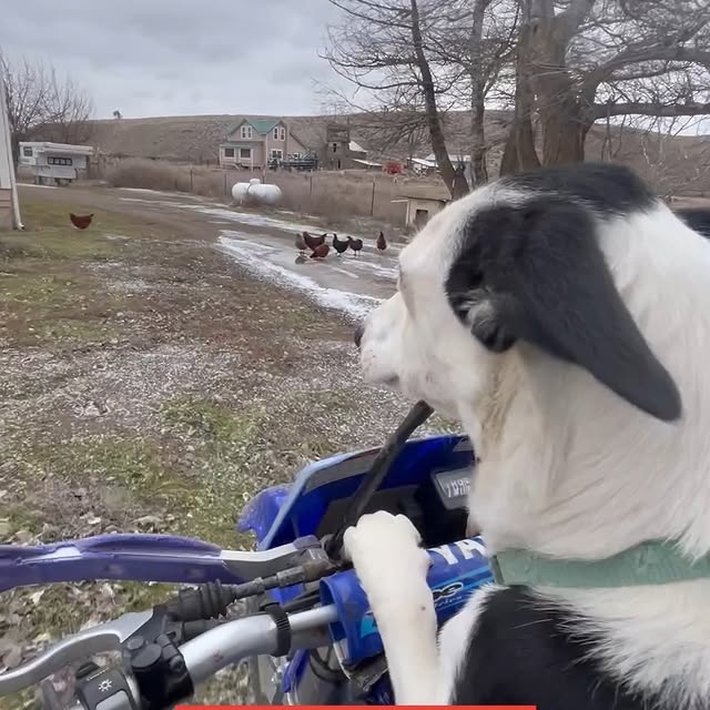 Post by ladbible