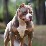 pitbull_addict_