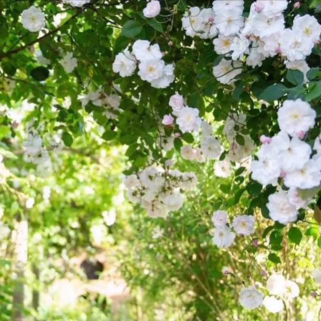 Post by jothompsongarden