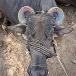 Nilesh Malviy's profile picture