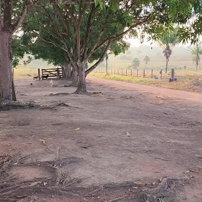 Post by zecadoagro