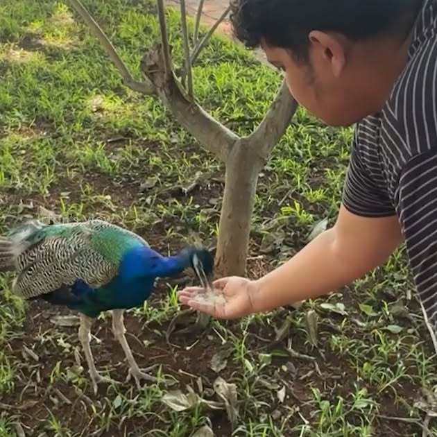 Post by irfansview.official