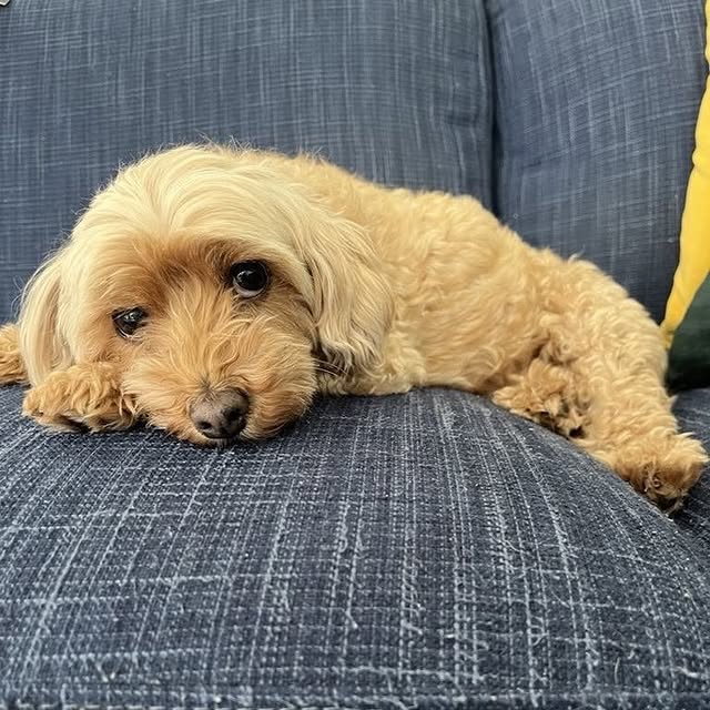 Post by adoptadog_au