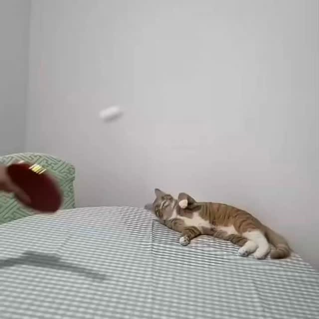 Post by cats_meows_planet