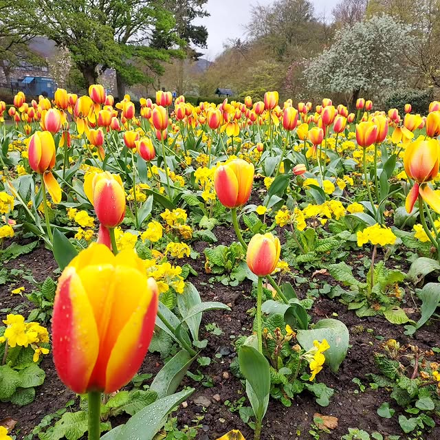 Post by gardenaddicts