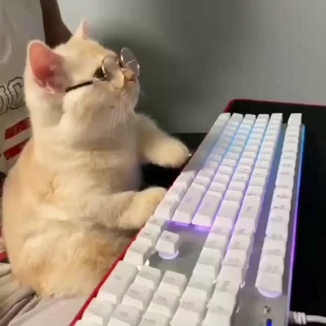 Post by bestcatsfans