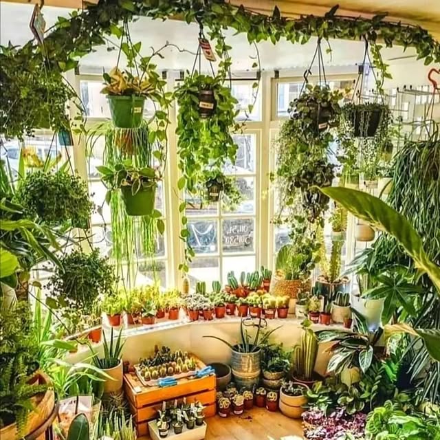 Post by plant_lovers4