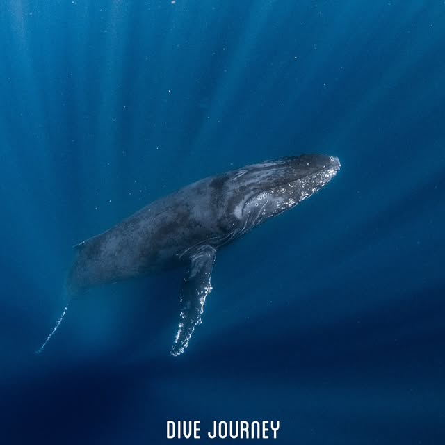 Post by dive_journey