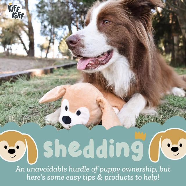 Post by riffraffpets