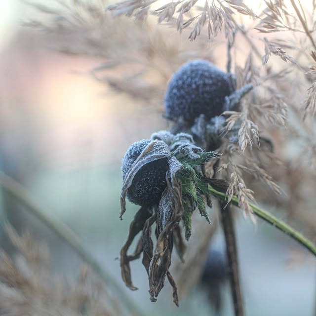 Post by tashas_garten