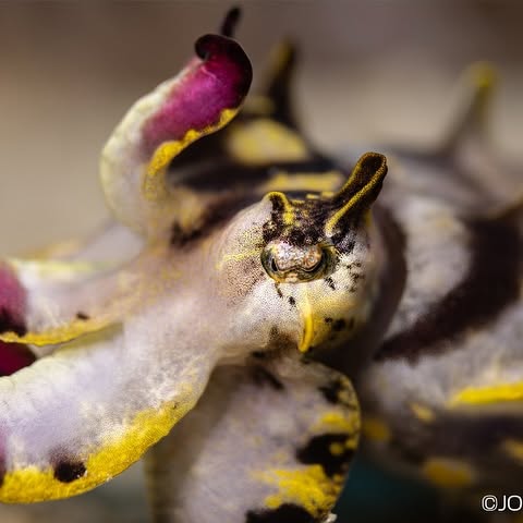 Post by backscattervideophoto