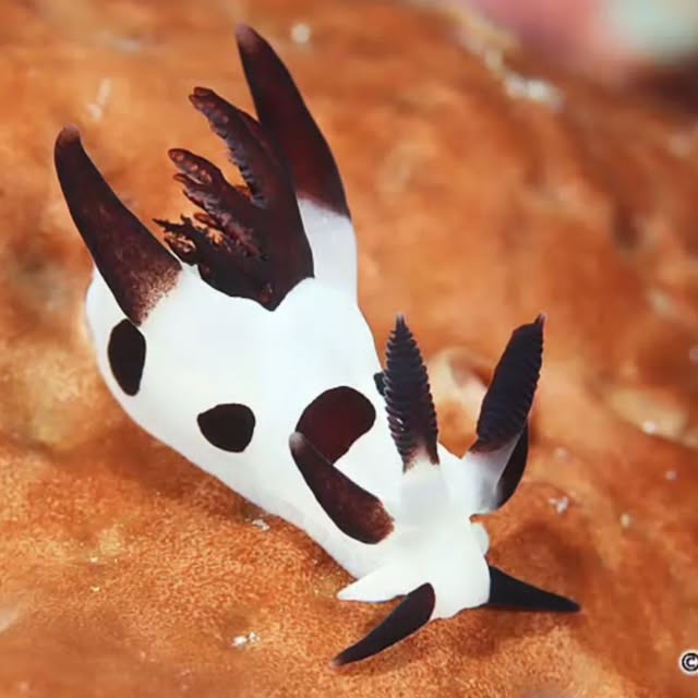 Post by submariner_202