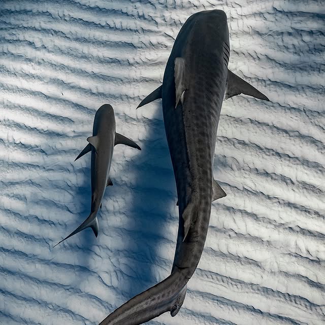 Post by jferraragallery