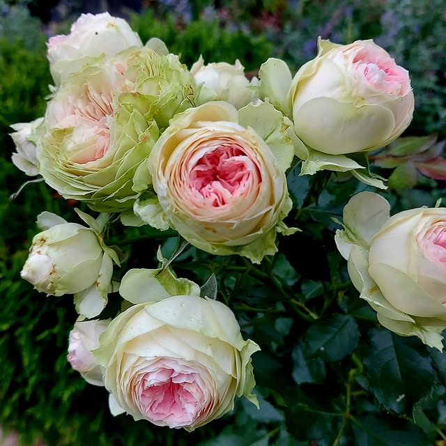 Post by imperfect_garden_pl