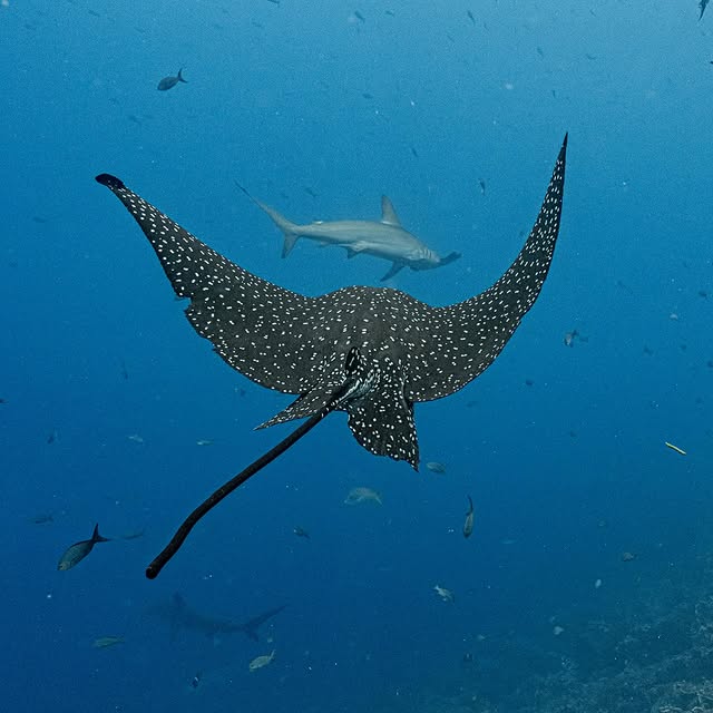 Post by pelayosalinas