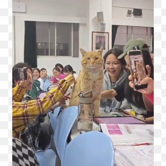 Post by meowcatsscorner