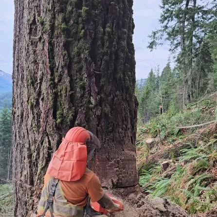 Post by nighthawkfalling