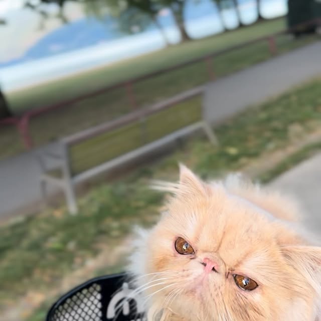 Post by luce.the.persian.cat