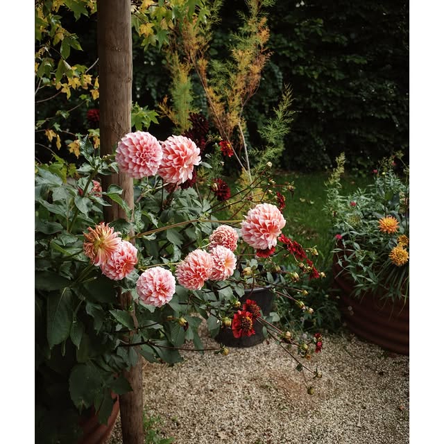 Post by depeppelstuinontwerp