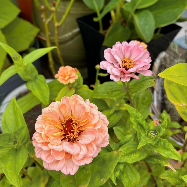 Post by charlies_blooms