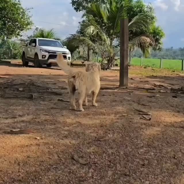 Post by zecadoagro