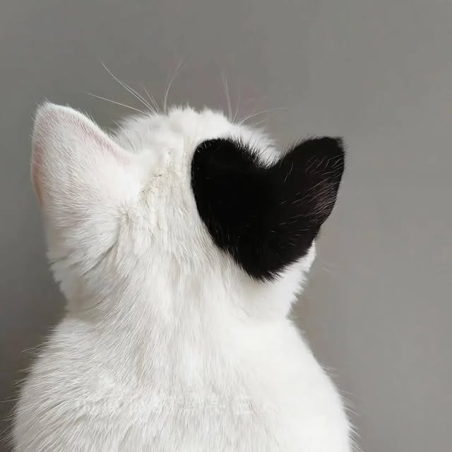 Post by meowees6