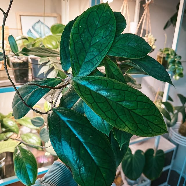 Post by my_plant_haven