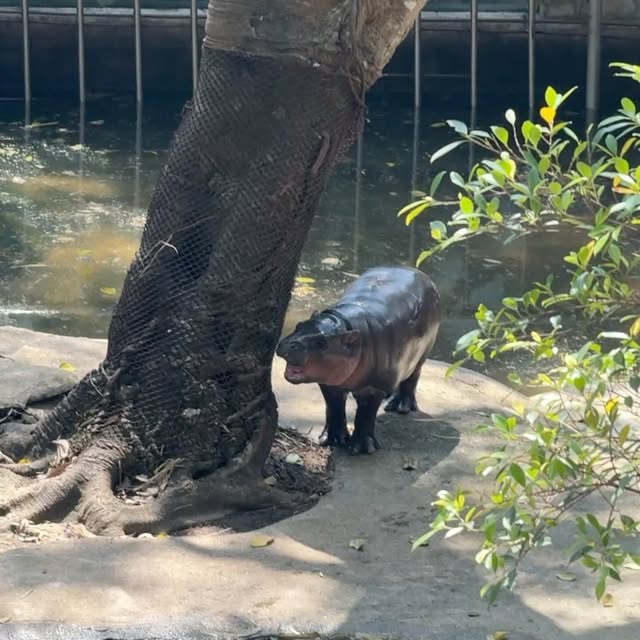 Post by taufikeffendi_