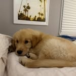 thegolden_weller