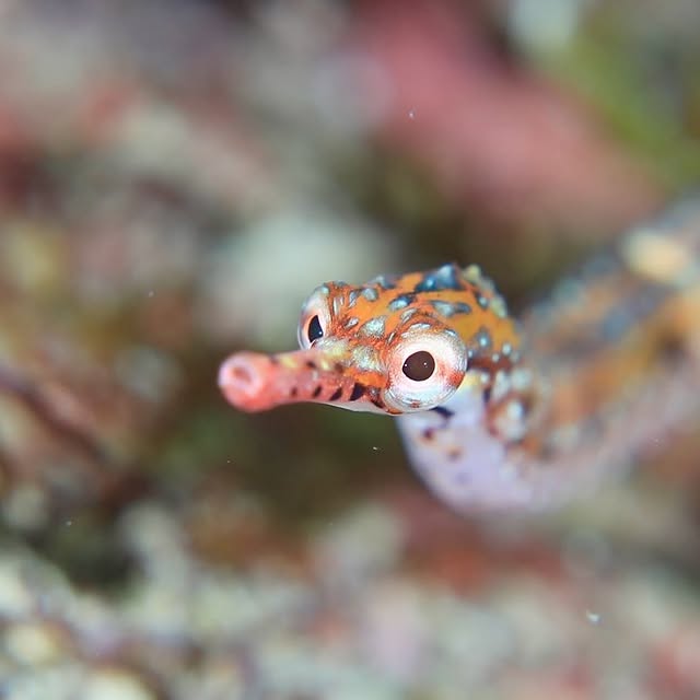 Post by chishimamurakami