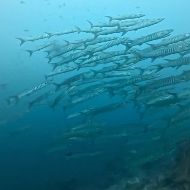 Post by kingkongdivingsg