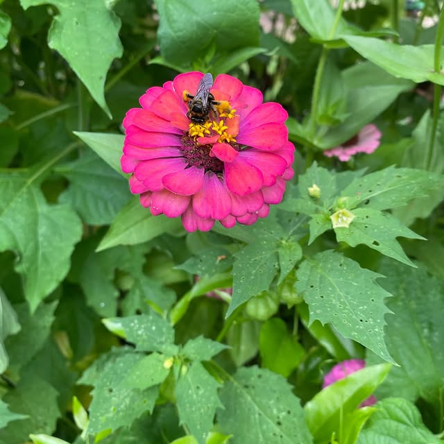 Post by bluewillowhomeandfarm