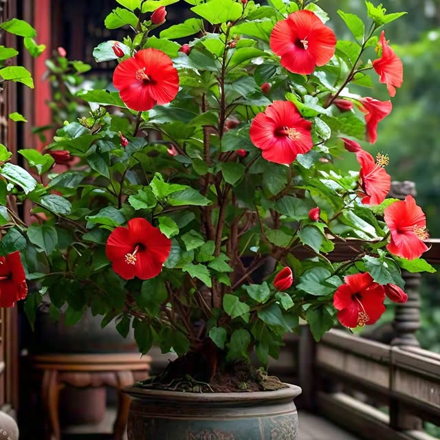 Post by flowerlovers2022