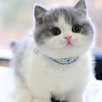 Cats • Kitties • Kittens 😺's profile picture