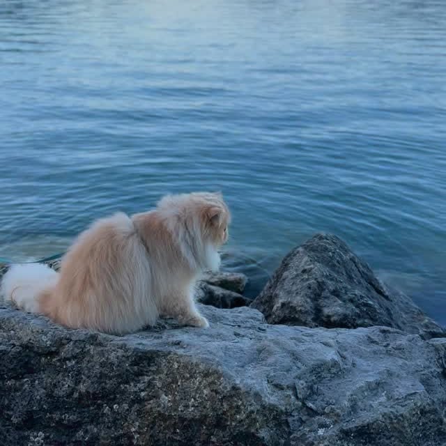 Post by luce.the.persian.cat