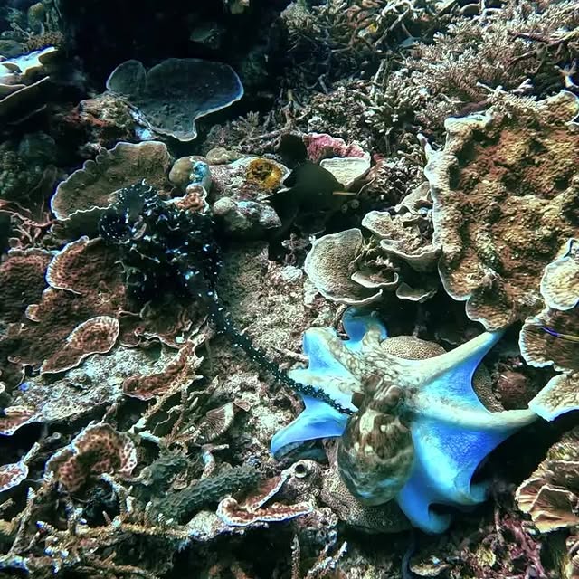 Post by mantarheidivecenter