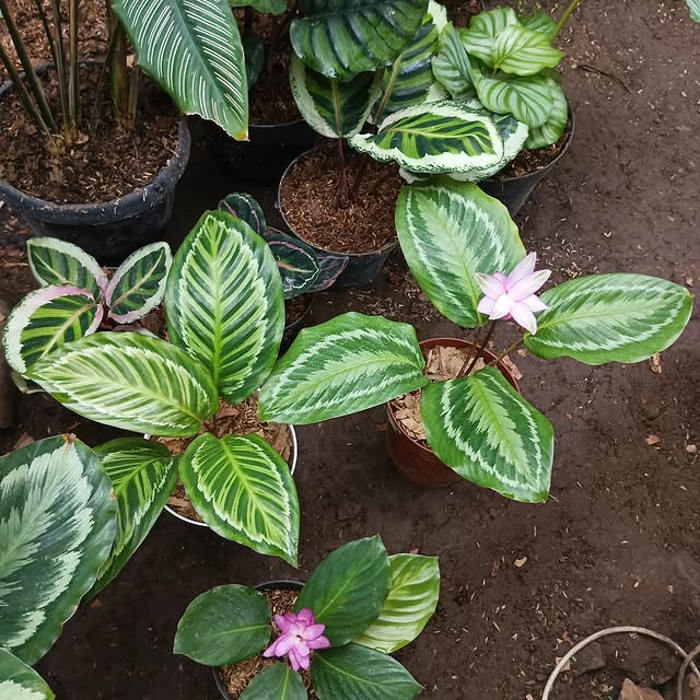 Post by bunga_allecia23